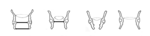 four pelvic cavities
