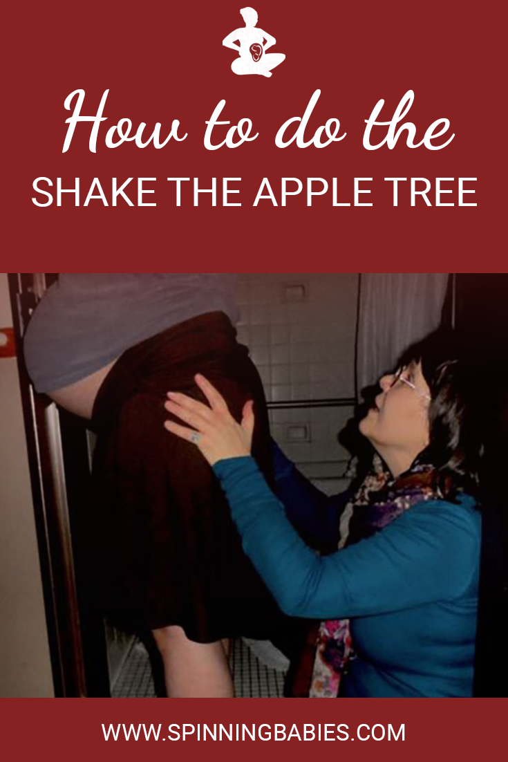 How to do the Shake the Apple Tree - Loosen the fruit by giving the branch a rhythmic jiggle! The jiggling is activating the stretch sensors of the muscles and creates room for baby to move during labor. #Childbirth #Pregnancy
