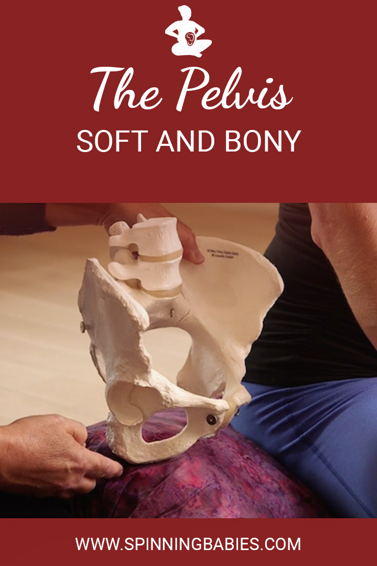 The three levels of the pelvis are discussed in the #SpinningBabies Workshop as they relate to baby’s journey through them. Here's a little tour of the pelvis as these structures are described together. #Childbirth