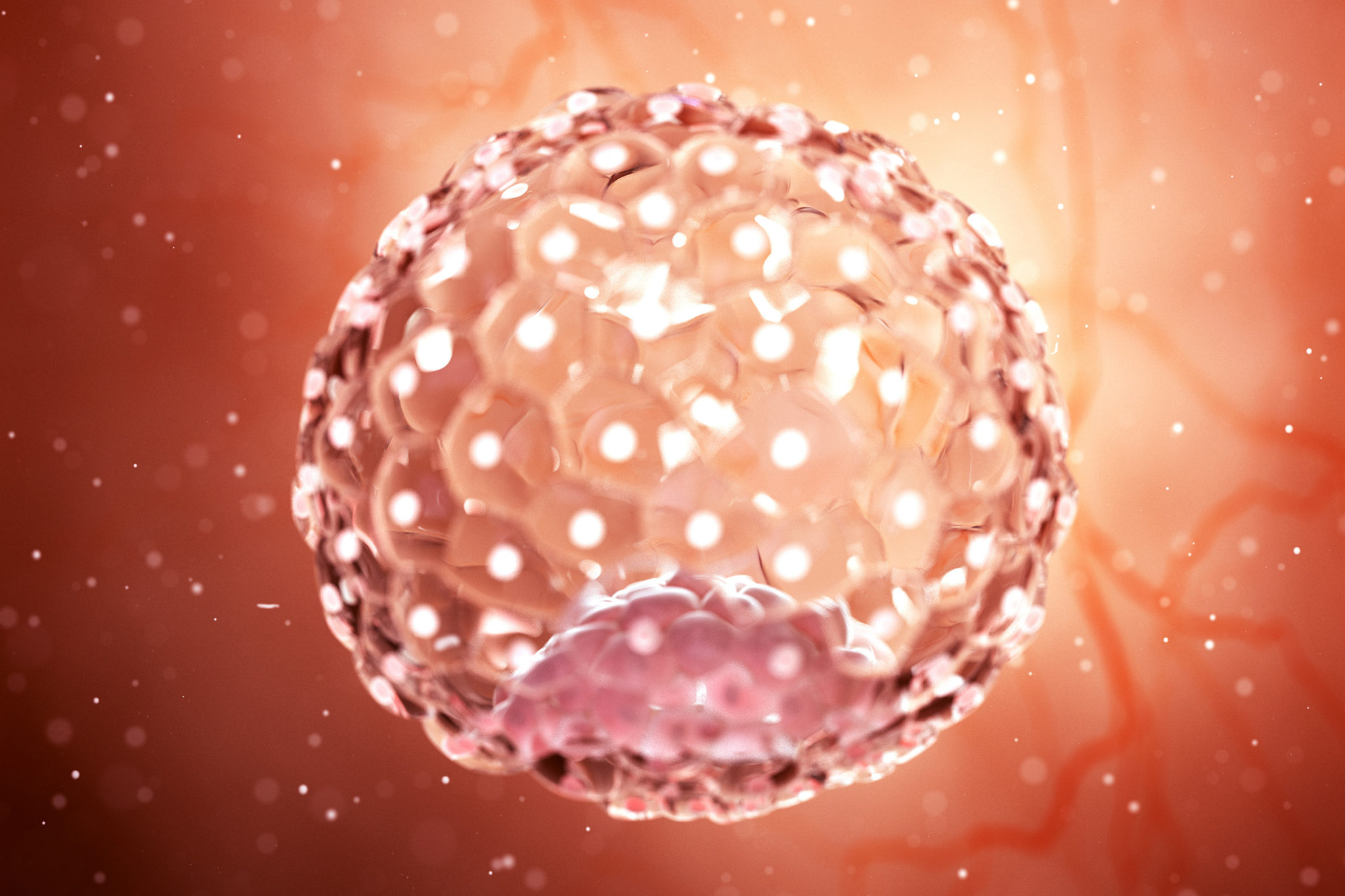 Picture of a artist's intrepretation of a morula, a round sphere of cells.