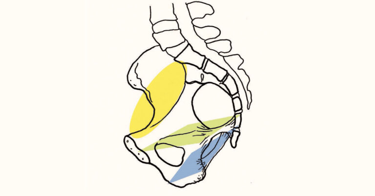 Levels of the Pelvis