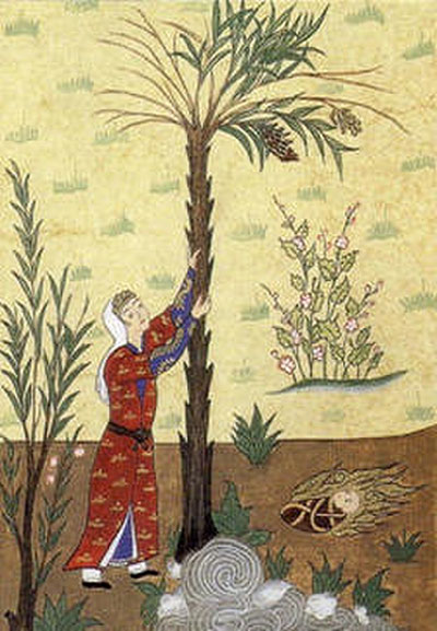 Maryam shakes the Palm Tree
