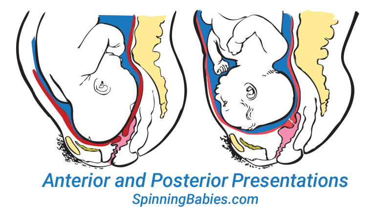 Baby Positions - Spinning Babies®